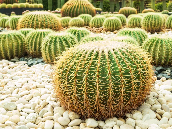 Fıçı Kaktüsü Sarı Diken Kaktüsü Beyaz Çakıl Çakıl Arkaplan Kaktüsü Sulu Park Dekoratif Doğa Tasarımı, Kuru Taze Doku Bahçesi Tropikal Yaz Asya, Çevre Ekolojik Sistem Kavramı.