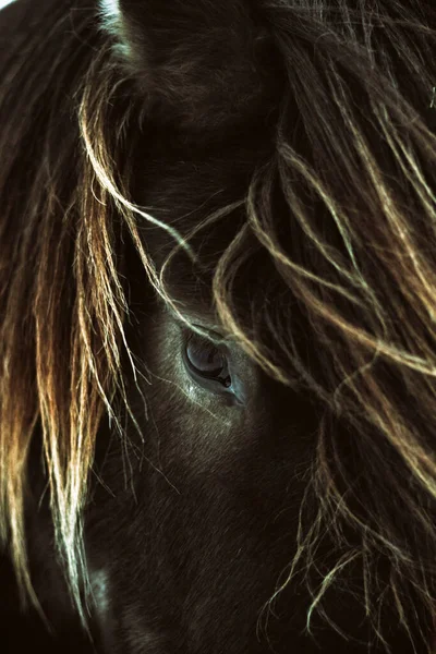 丘の上の茶色のアイスランドの馬の肖像画です — ストック写真