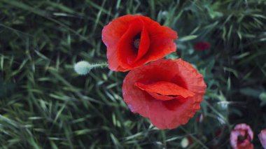 Kırmızı gelincikler yeşil çimlerde