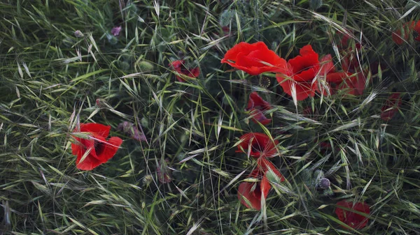 Rote Scharlachrote Mohnblumen Grünen Gras — Stockfoto