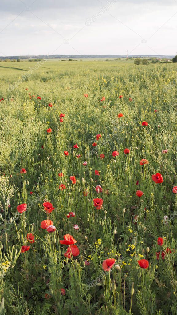 scarlet poppies in the green grass