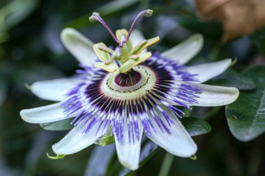 Tutku meyvesinin çiçeği