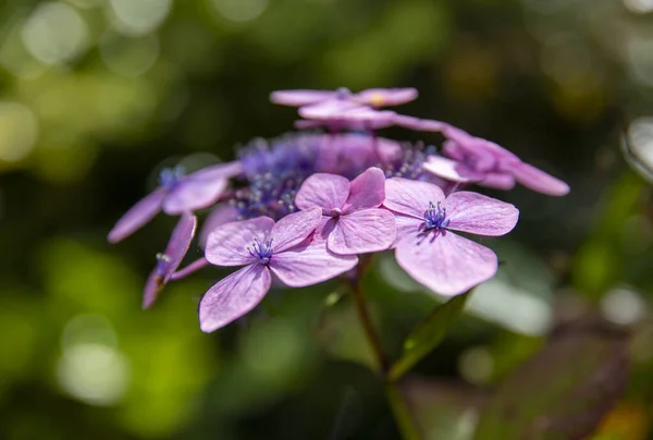 Hortensia Dans Lumière Automne — Photo