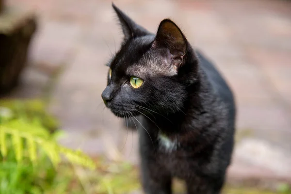 Bahçedeki kara kedi