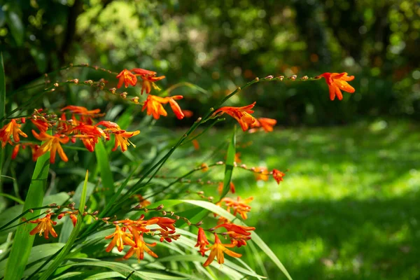 Montbretia akşam güneşinde