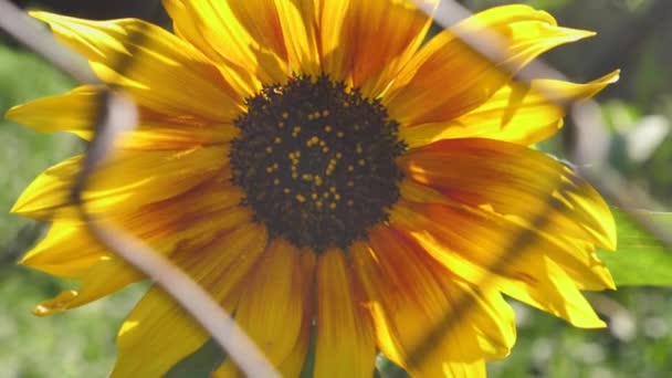 Single Yellow Sunflower Behind Metal Fence. Concept of Loneliness and Despair — Stock Video