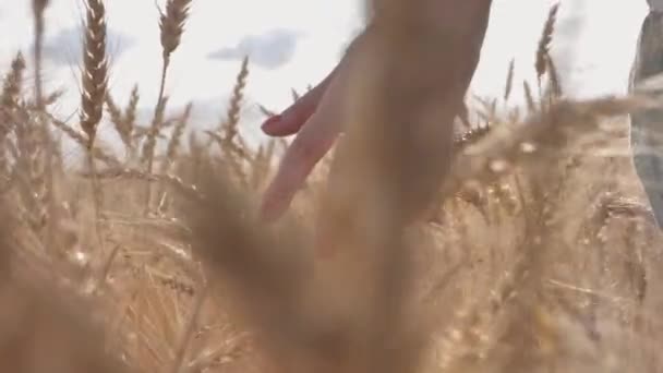 Рука женщины касается золотого пшеничного уха на закате света — стоковое видео