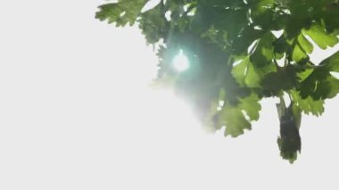 Yeşil Maydanoz Yaprakları Güneş Işıklarında Sallanıyor