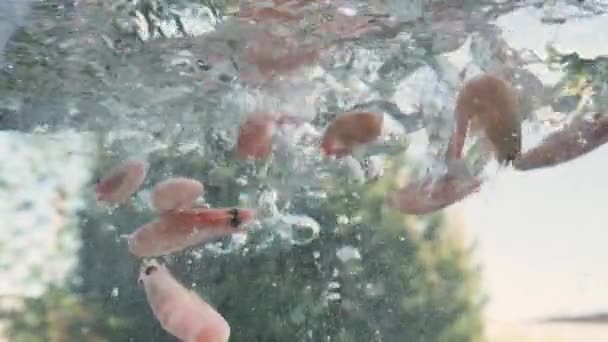 Garnalen vallen in heet water en koken in de natuur. Bereiding van garnalen onderwater schot — Stockvideo