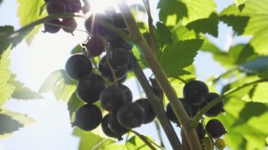 Güneş Işıklarındaki Bahçede Kara Frenk Dalları