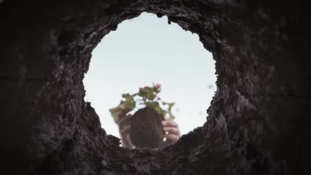 Landwirt hält Jungbaumpflanzung in Händen Pflanzung zu Boden. Ökologie und Umwelt, Pflege der Erde — Stockvideo