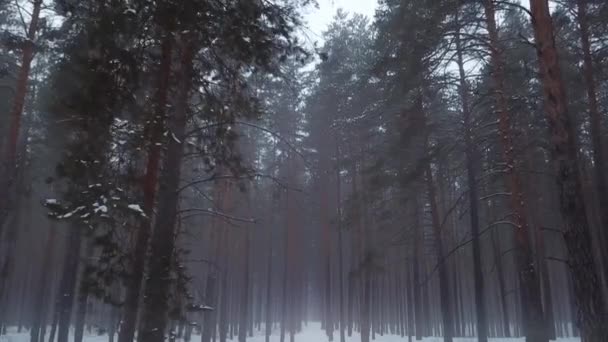 Zimní les v mlžném kouři. Tajemné dřevo v mlze — Stock video