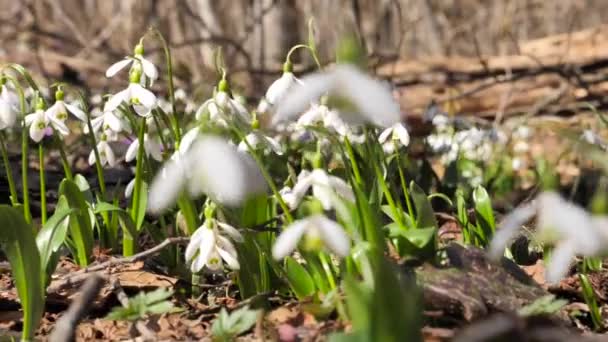 Gota de neve ou flores comuns da primavera da gota de neve - Galanthus Nivalis — Vídeo de Stock