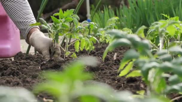 Jardinero en guantes es plantar plántulas de tomate en el suelo en el jardín — Vídeo de stock