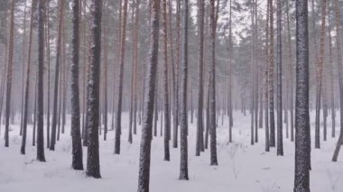 Çam Ormanı 'nda iklim değişikliğinden yaza. Küresel ısınma