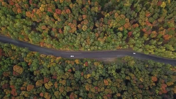Λευκά αυτοκίνητα οδήγηση μέσα από το φθινόπωρο χρώματα δάσος — Αρχείο Βίντεο