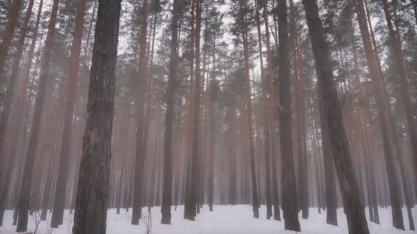 안개 속의 겨울 숲 연기 신비의 소나무 숲 — 비디오