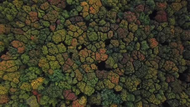 Salire sopra le cime variopinte degli alberi. Immagine di autunno alberi multi colori — Video Stock