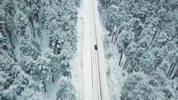 Black car driving on snowy country road in pine forest, aerial view — Stock Video