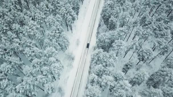 Drone za samochodem na śnieżnej drodze kraju w lesie świerkowym — Wideo stockowe