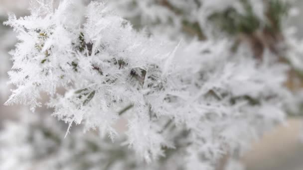 Vorst op een tak van sparren, sneeuwvlokken close-up — Stockvideo