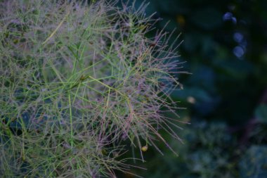 Bulanık yeşil arka planda egzotik ağaç çiçeği 