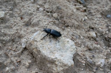 Gri ruhun üzerinde uzanan taşın üzerindeki siyah böcek.