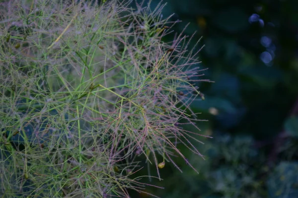 Bulanık yeşil arka planda egzotik ağaç çiçeği 