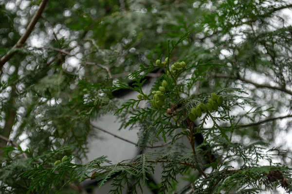 Şehir parkında yeşil sedir yapraklarında tek başına sokak lambası. 