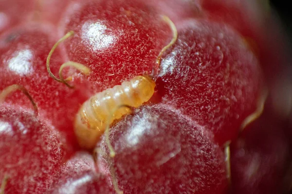 Kahvaltıda nefis ahududu yiyen sarı solucan.