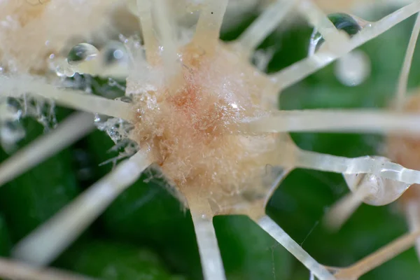 Kaktüs yakından bakınca iğne yapar.