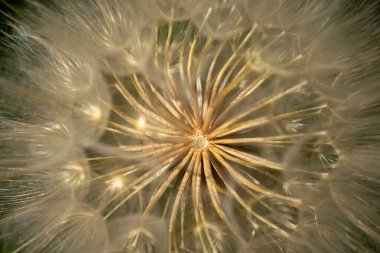 Güzel karahindibanın yakın görüntüsü