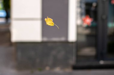 Caddenin ortasında uçan sarı yaprak.