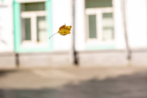 Caddenin ortasında sarı bir yaprak var. 