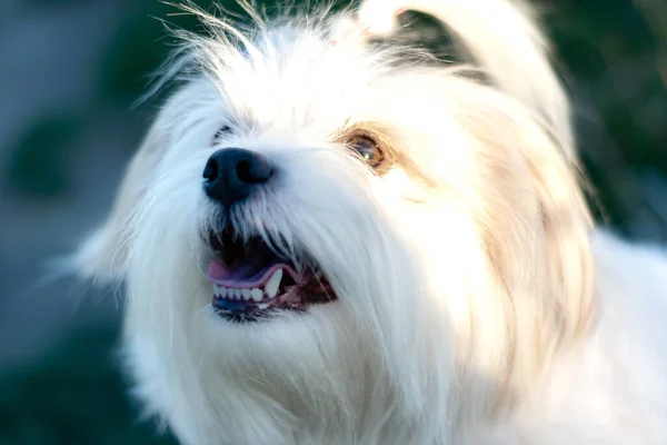 Черный Нос Белой Собаки Крупным Планом — стоковое фото