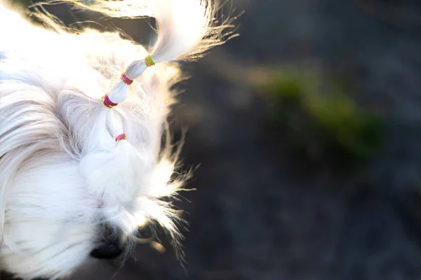Beyaz Shih Tzu köpeğinin şirin saç stili.