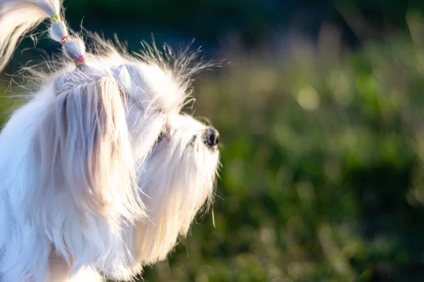 Beyaz Shih Tzu köpeği gün ışığında yeşil çayırda oynuyor.