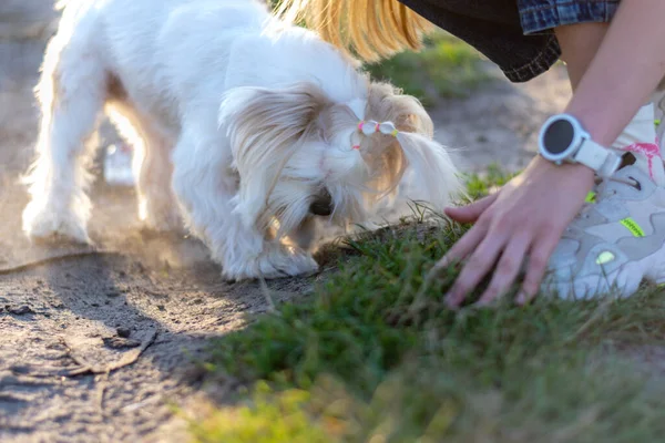 Beyaz shih tzu köpeği sahibi ile birlikte dışarıda yürürken toprağı kazıyor.