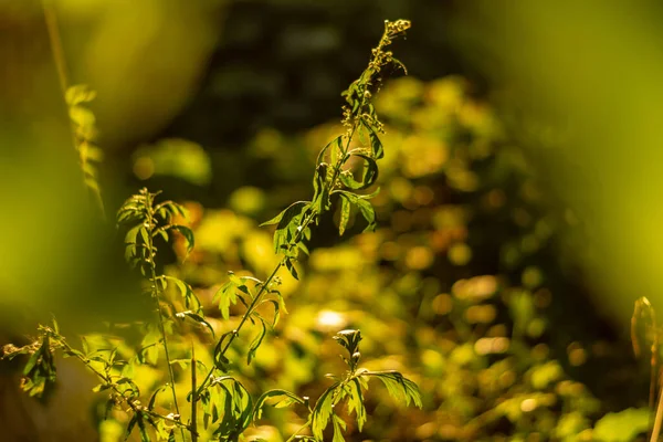 Güneş ışığındaki vahşi bir bitkinin yakın görüntüsü