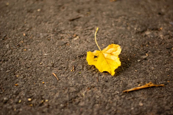 Gri asfaltta yatan sarı yaprak 