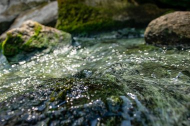 Suyun altında yeşil yosunlarla kaplı taşın yakın görüntüsü