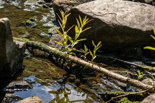 Fresh Branches Wooden Stick Water River Bank — Stock Photo, Image