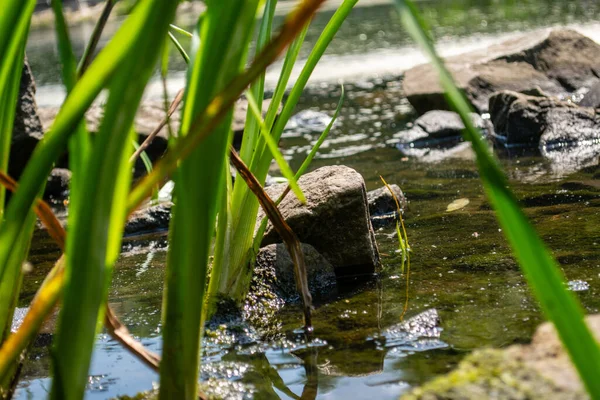 Nehir suyunun yeşil kabuk boyunca yakın görüntüsü 