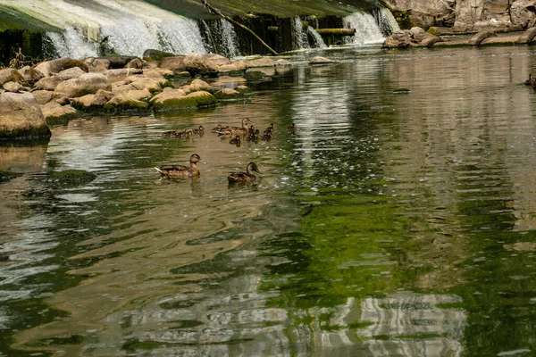 Kapalı barajın dibinde bir ördek ailesi