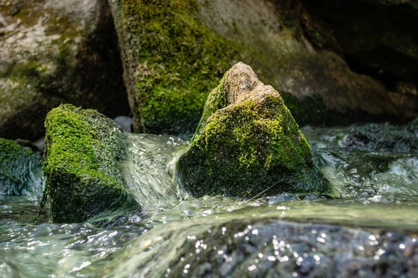 Nehirde yeşil yosunlarla kaplı büyük bir taş.