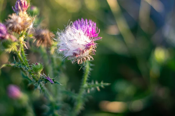 Bulanık yeşil arka planda beyaz ve pembe devedikeni
