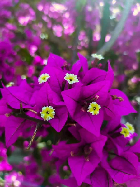 Blommigt Bougainvillea — Stockfoto