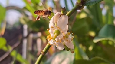 Uçan Bal Arısı ve yerli arı beyaz narenciye çiçeği Apis Trigona ve Apis Cerana 'dan nektar ve polen topluyor.