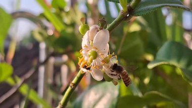 Uçan Bal Arısı ve yerli arı beyaz narenciye çiçeği Apis Trigona ve Apis Cerana 'dan nektar ve polen topluyor.