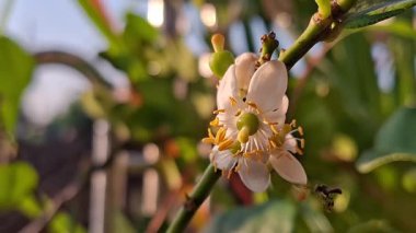 Uçan bir yerli arı beyaz bir narenciye çiçeğinden polen topluyor, Apis Trigona.
